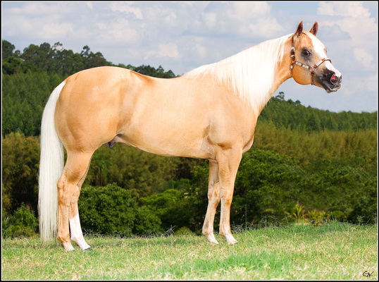 Clique aqui para ver a campanha completa de Dos Palomino